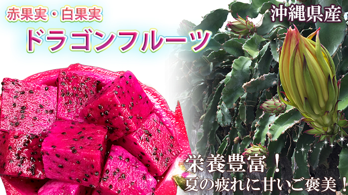 沖縄県産ドラゴンフルーツ　カテゴリー