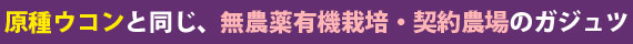 原種ウコン