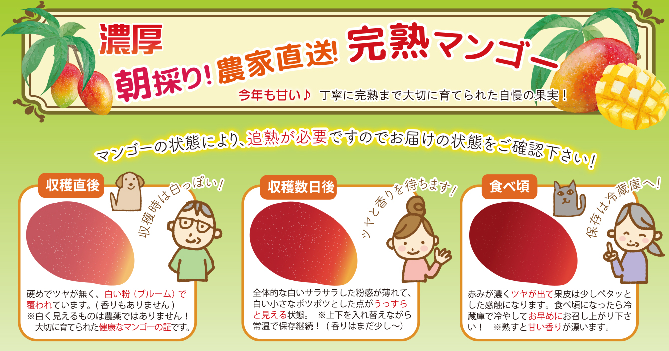 マンゴーの追熟見分け方
