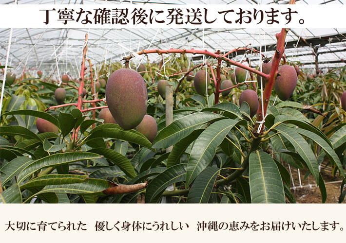 畑の写真