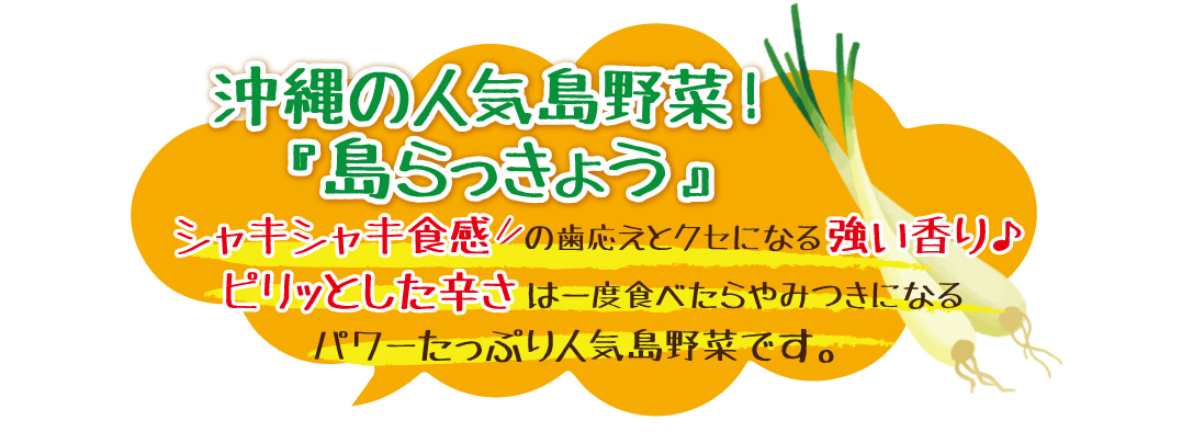 沖縄の人気島野菜島らっきょうの塩漬け。シャキシャキとした食感とクセになる強い香り、ビリッとした辛さ。一度食べたらやみつきに！！