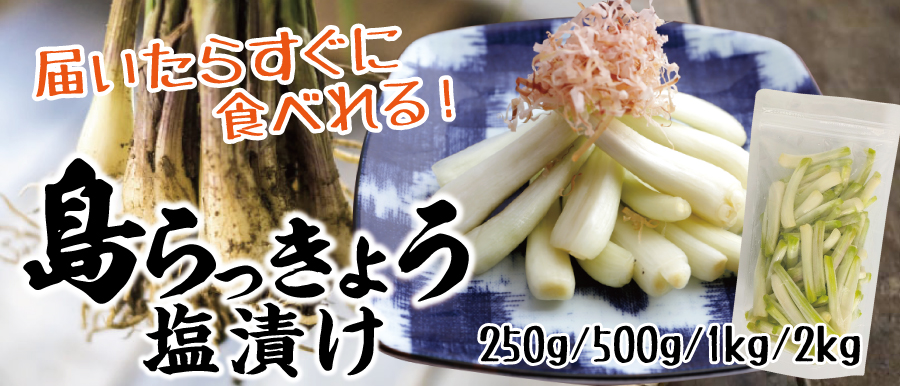 島らっきょう塩漬け500g