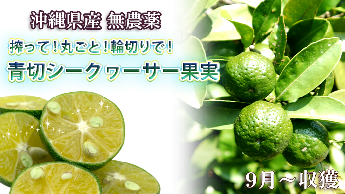 沖縄産シークヮーサー青切果実