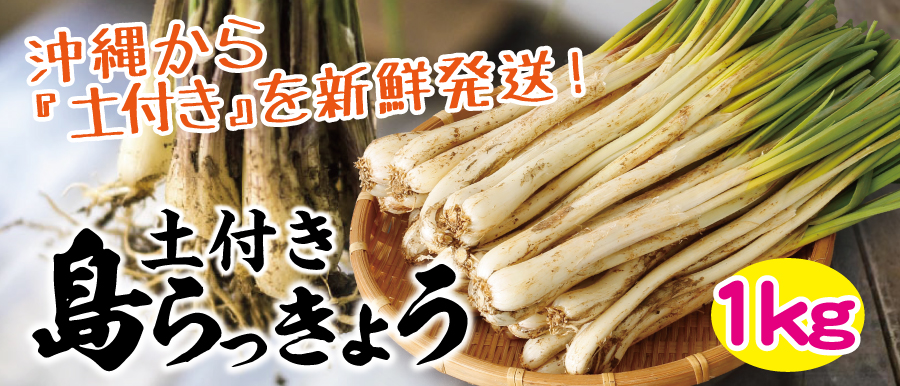 沖縄県産 島らっきょう（土付き）ちょっとお得な1KG