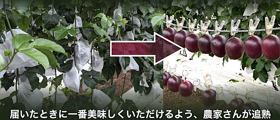 沖縄から直送 母の日にもおすすめ 贈答用 完熟パッションフルーツ 約１kg