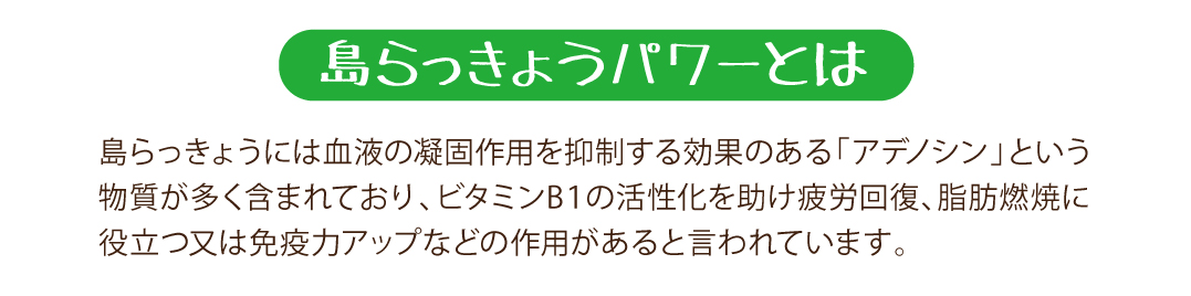 島らっきょうパワーとは　島らっきょうには「アデノシン」という物質が多く含まれている